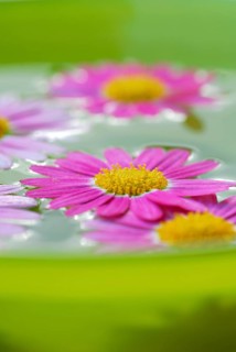 Daisy blossoms on water surface in bowl, daisies