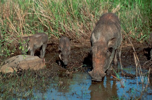Warthog, female with young, Hluhluwe National Park, desert warthog (Phacochoerus aethiopicus), pig