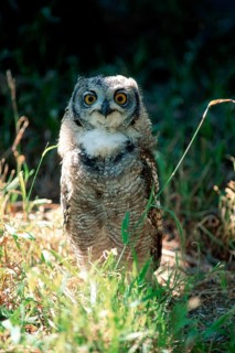 Spotted Eagle-owl (Bubo africanus), South Africa, Africa