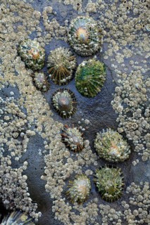 Common (Patella vulgata) European Limpets, Northumberland national park, England