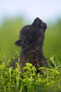 TimberGray wolf (Canis lupus), young