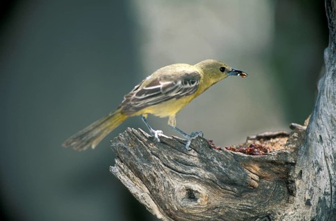 Baltimore Oriole (Icterus galbula), female, Arizona, USA, North America