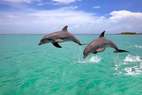 Bottlenose Dolphins (Tursiops truncatus), Honduras, Central America