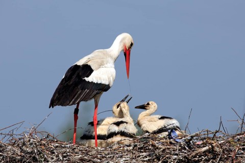 White stork (Ciconia ciconia) watering young birds, at the nest, Philippsburg, Baden-Württemberg,
