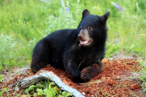 American black bear (Ursus americanus), young, 6 months, digging, digging, digging