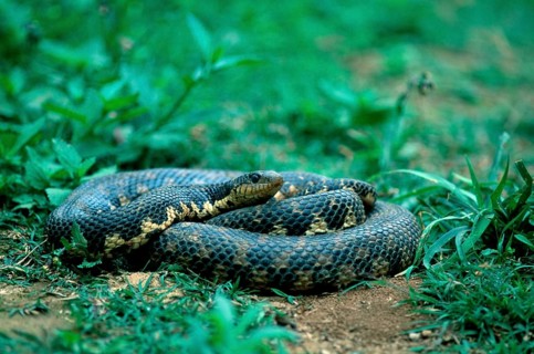 Madagascar giant madagascan hognose (Leioheterodon madagascariensis), Madagascar, Africa