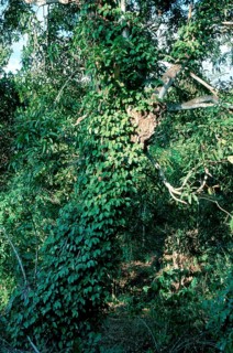 Black Pepper (Piper nigrum) bush, Madagascar, Africa
