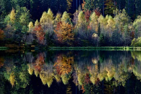 Trees reflected in the Sankenbachsee, Karsee, autumn, near Baiersbronn, Freudenstadt district,