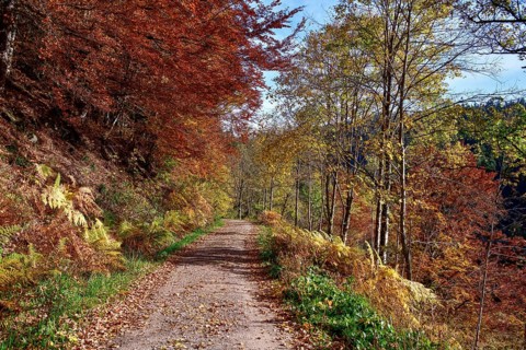 Hiking trail near the Sankenbachsee, Karsee, autumn, near Baiersbronn, Freudenstadt district, Black