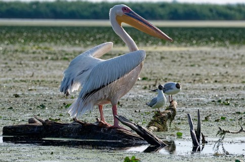 A pelican on a log in the water of Lacul Isac, a lake in the Danube Delta, next to two black-headed