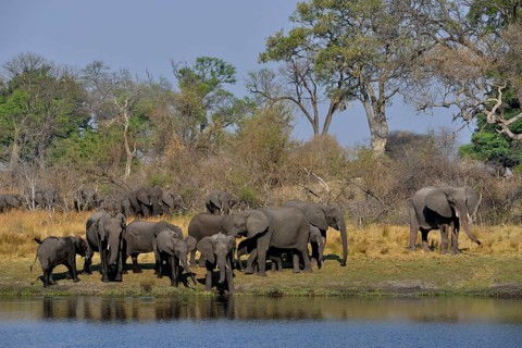 Elephant (Loxodonta africana) herd on the Cuando River, Bwabwata National Park, Zambezi Region,
