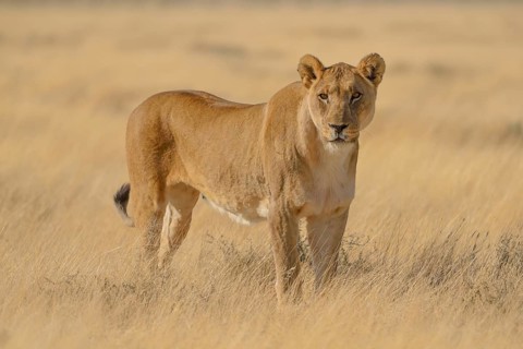 Lioness (Panthera leo) in dry grassland, Etosha National Park, Namibia, Africa