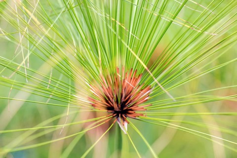 True papyrus sedge (Cyperus papyrus), Madeira, Portugal, Europe