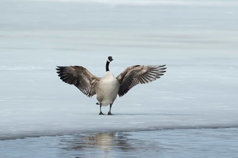 Canada goose -branta canadensis- flapping wings