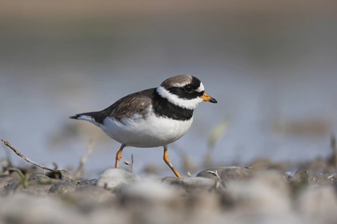 Ringed plover foraging for food