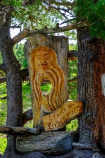 Swiss pine trunk on the Swiss pine path, on the Graukogel, Bad Gastein, Gastein Valley, Salzburger