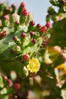 Indian fig opuntia (Opuntia ficus-indica) blossoms and fruits, ebro delta, Catalonia, Spain, Europe