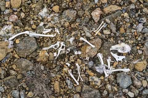 Rabbit bones and skeleton remains on debris at the Keen of Hamar nature reserve, Unst, Shetland