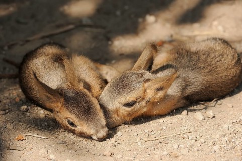 Patagonian mara (Dolichotis patagonum) or Greater Mara, juveniles, captive, occurrence in Argentina