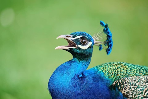 Indian peafowl (Pavo cristatus) portrait, Spain, Europe