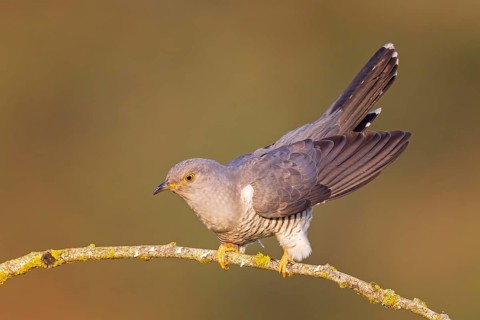 Common cuckoo (Cuculus canorus) calling, courting, male on dry branch, calling station, Middle Elbe