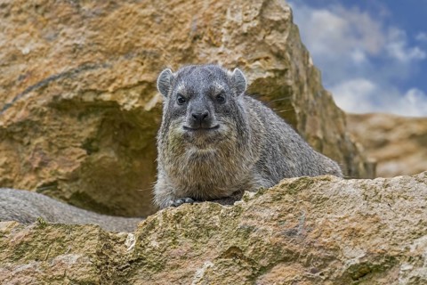 Rock hyrax, dassie, Cape hyrax, rock rabbit (Procavia capensis) resting on rock ledge, native to