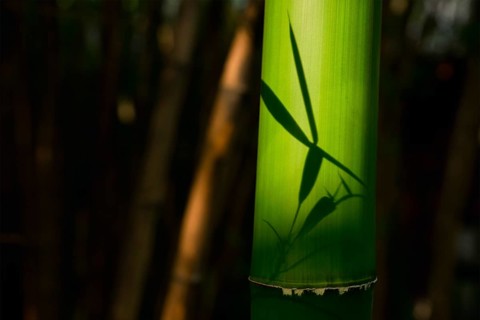 Bamboo close up in bamboo grove. Chengdu, China, Asia
