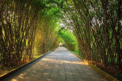 Path in bamboo forest brove in Wangjiang Pavilion (Wangjiang Tower) Wangjianglou Park. Chengdu,