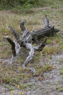 Deadwood, tree trunk, Terschelling, Netherlands