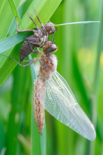 Two-spot (Epitheca bimaculata), imago with exuvium on a reed stalk, after hatching, finished