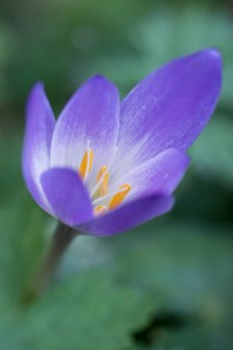 Autumn crocus (Colchicum speciosum), Emsland, Lower Saxony, Germany, Europe