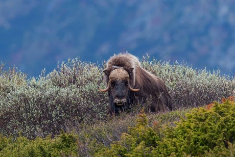 Muskox or Musk Ox (Ovibos moschatus), ?Dovrefjell-Sunndalsfjella-Nationalpark, Norway, Europe