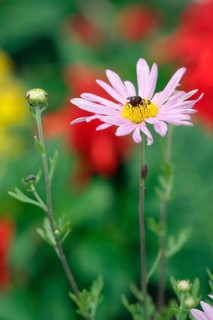 Arctic daisy (Chrysanthemum arcticum)