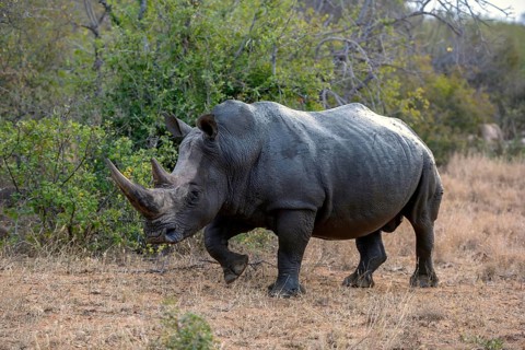 Southern white rhinoceros (Ceratotherium simum simum), Balule Game Reserve, near Phalaborwa,