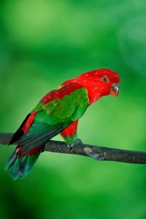 Chattering Lory (Lorius garrulus), Scarlet Lory
