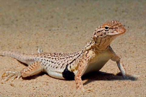 Sonoran fringe-toothed lizard, Yuman desert fringe-toothed lizard (Uma rufopunctata), native to