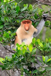 Proboscis Monkey (Nasalis larvatus), male, Labuk Bay, Sabah, Borneo, Malaysia, Asia