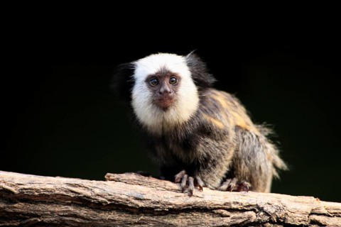 White-faced Marmoset, young, Brazil (Callithrix jacchus geoffroyi)