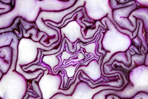 Red cabbage (Brassica oleracea var. rubra) , red cabbage, red cabbage