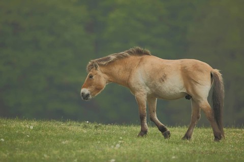 Przewalski's horse (Equus ferus przewalskii), captive