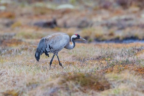 Common crane (Grus grus), Värmland, Sweden, Europe
