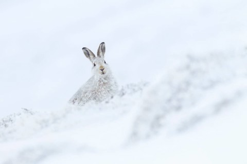 Mountain hare in Winterfell ( Lepus timidus) , Cairngorms National Park, Scotland, Great Britain
