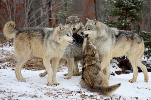 Gray wolves (Canis lupus), social behaviour, threatening, threatening behaviour