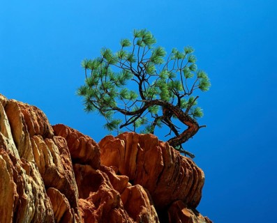 Ponderosa Pine on rock, /, Zion national park, Utah, USA, Ponderosa Pine (Pinus ponderosa) on