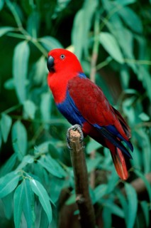 Red-sided Eclectus Parrot (Eclectus roratus polychloros), female, side