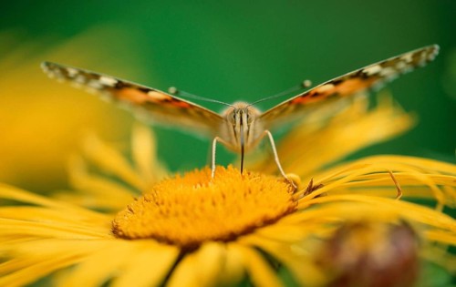 Painted Lady (Cynthia cardui) Lower Saxony, Germany, Europe