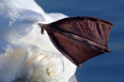 Mute swan (Cygnus olor), Swimming Fin, Germany, Europe