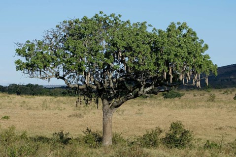 Saussage tree, Massai Mara kigelia (Kigelia africana) Kenya