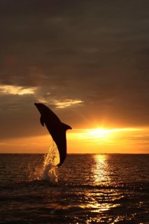 Bottlenose Dolphin (Tursiops truncatus), Honduras, Caribbean, Central America