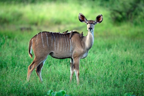 Greater Kudu (Tragelaphus strepsiceros), female, with Oxpeckers (Buphagus), Kruger national park,